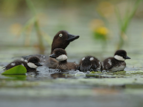 Telkkä, Common Goldeneye, Bucephala clangula